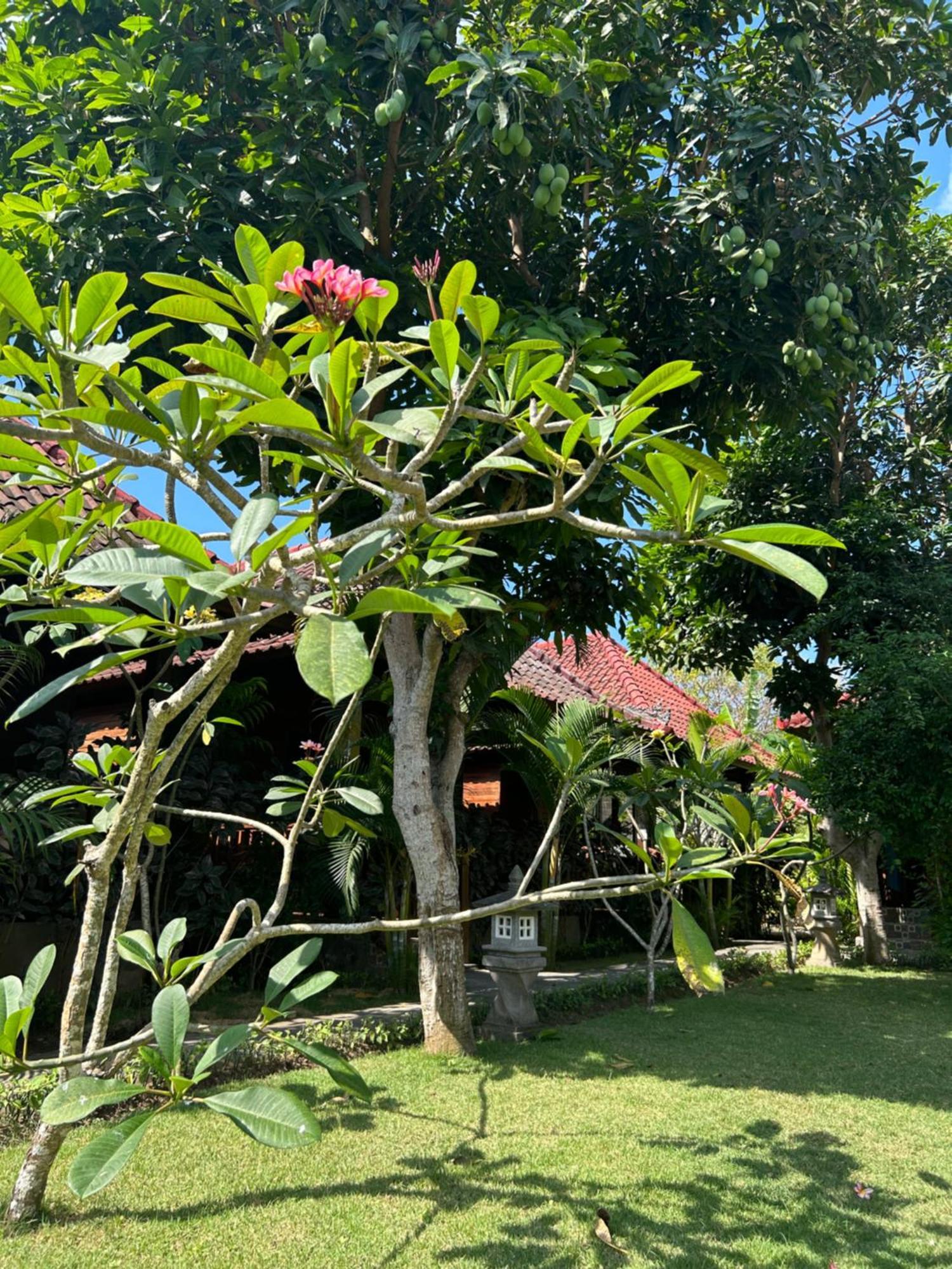 Island Garden Huts Lembongan Bed & Breakfast Exterior photo